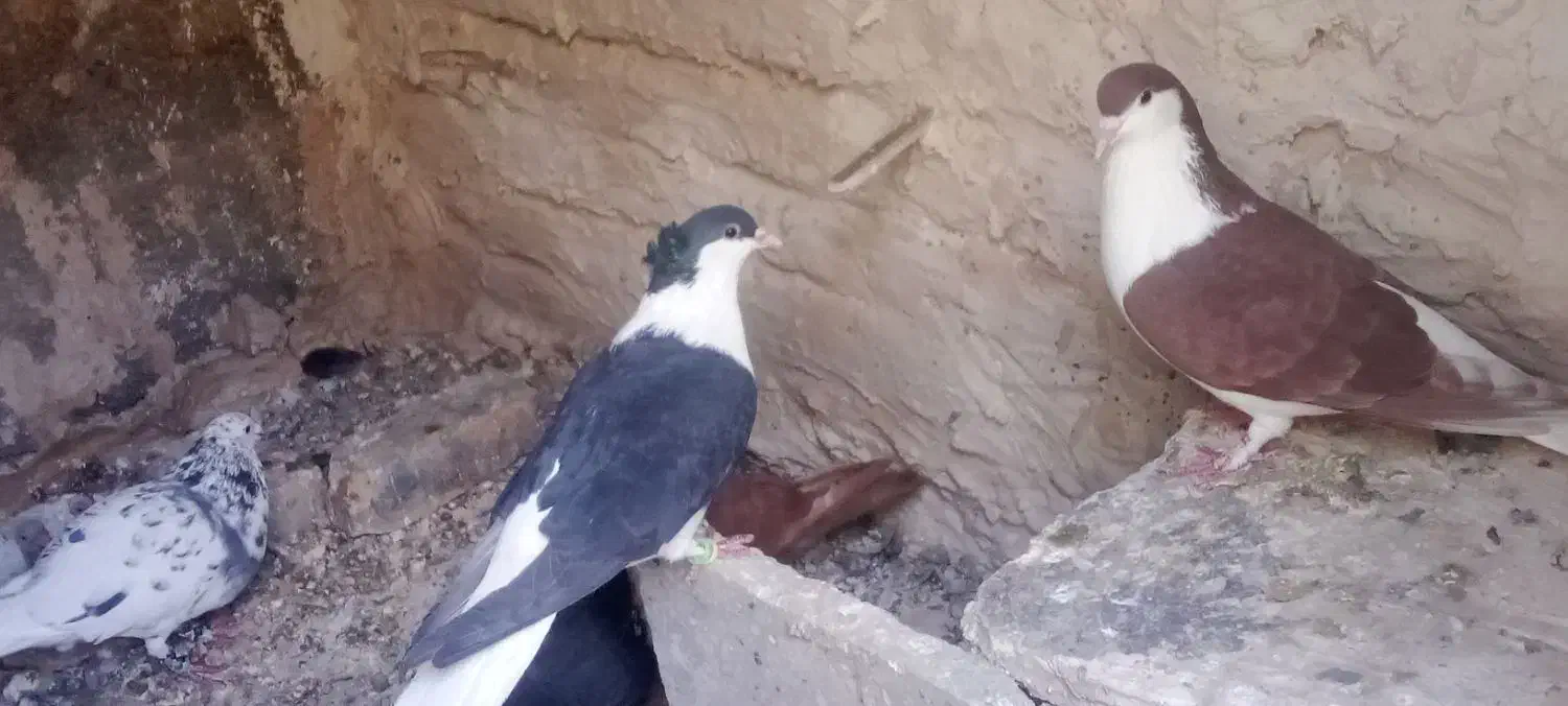 کفتر|پرنده|تربت‌حیدریه, ده پائین|دیوار