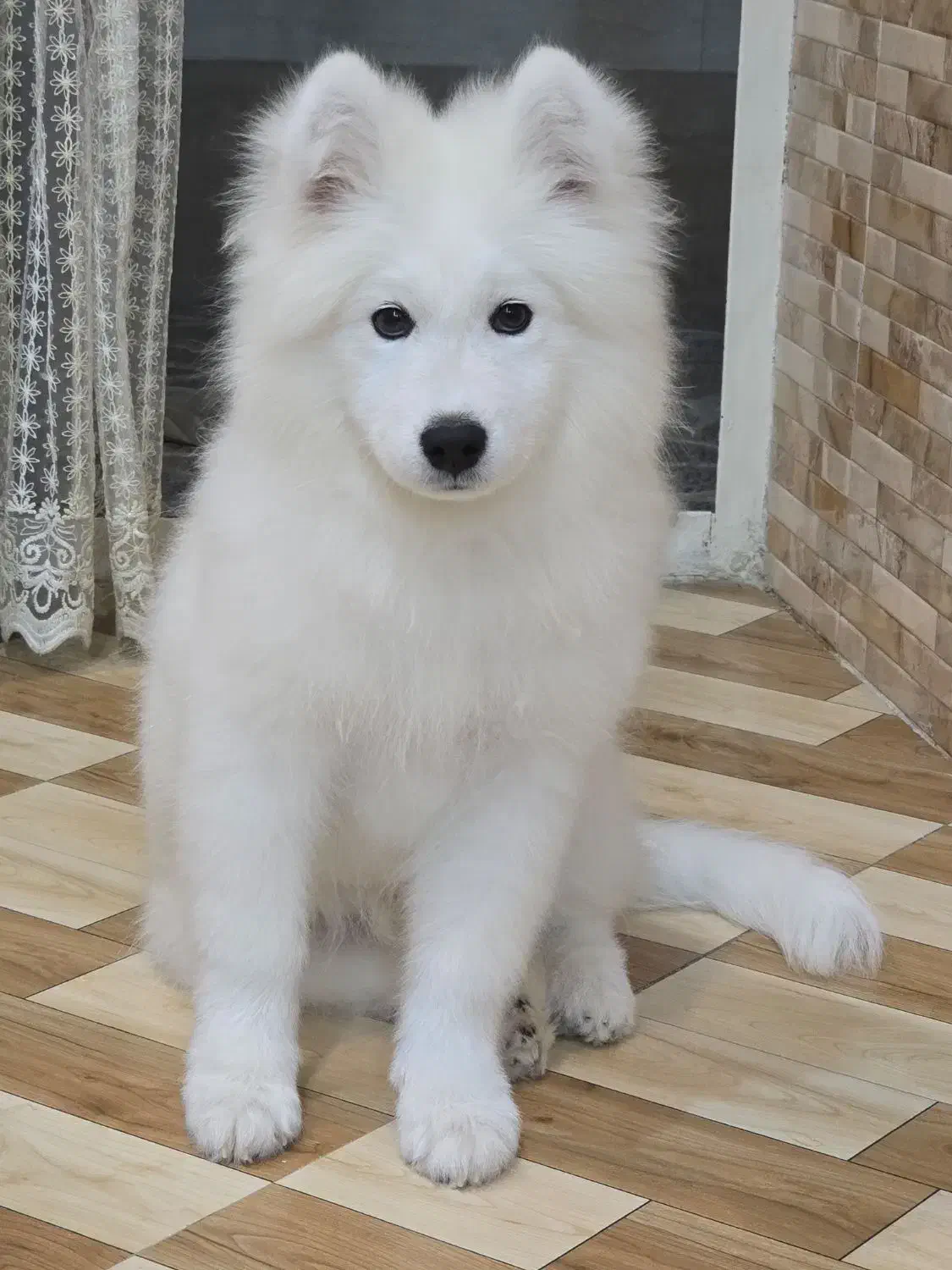 سگ سامویید|سگ|بروجرد, |دیوار