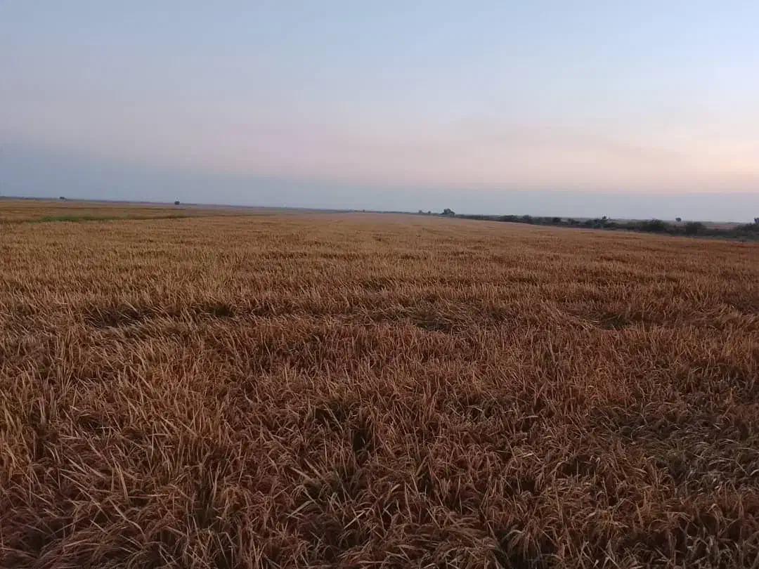 همسفر راهنما|فعالیت داوطلبانه|ساری, |دیوار