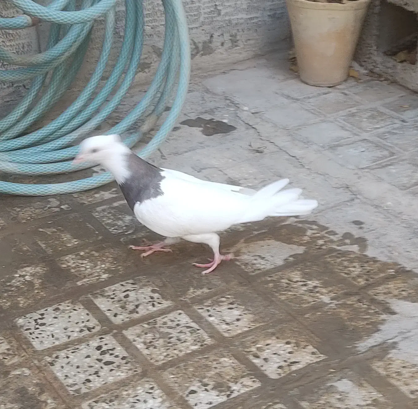 کبوتر طوقی مفلق|پرنده|اصفهان, طامه|دیوار