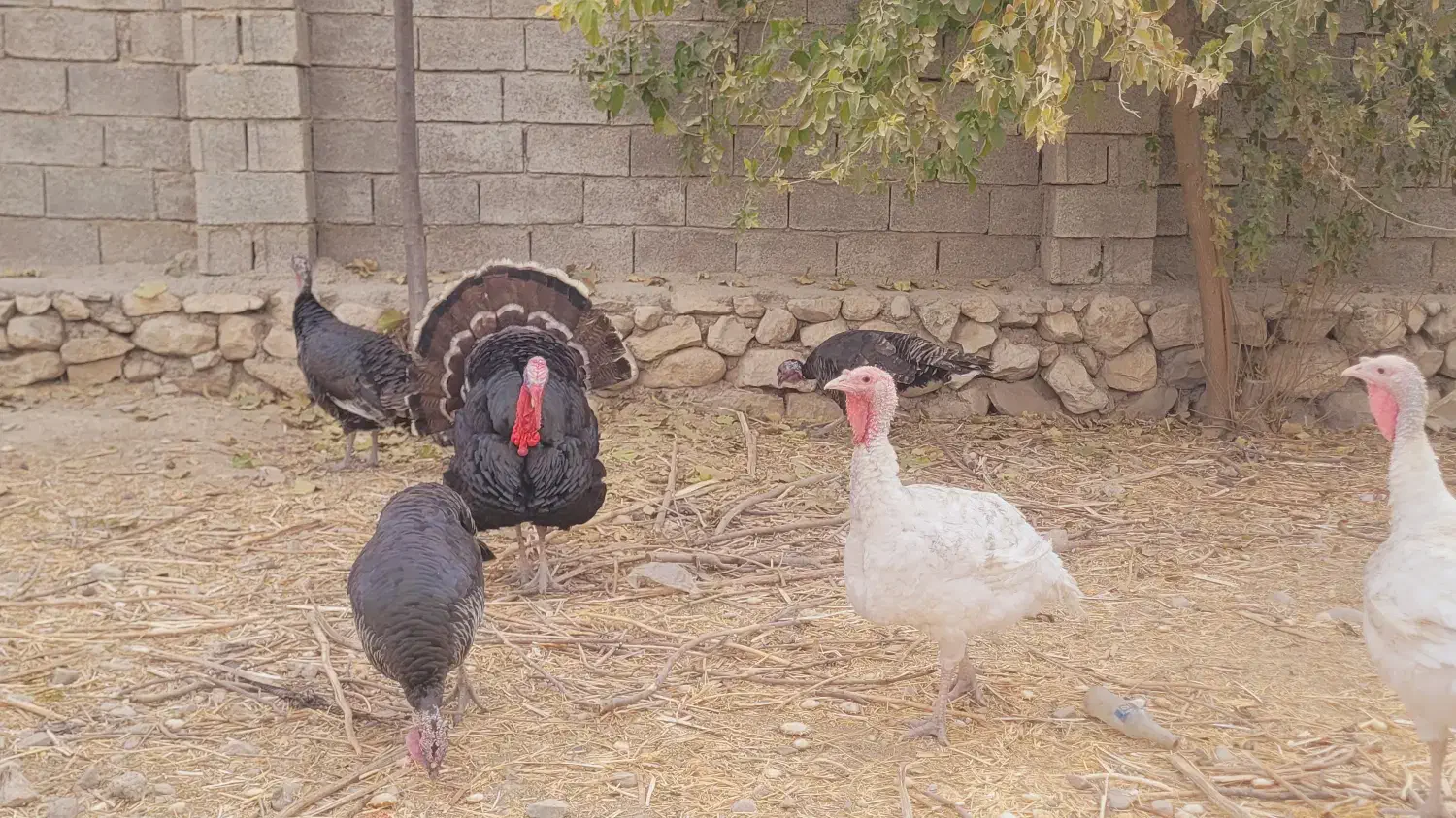 بوقلمون ومرغ وخروس|حیوانات مزرعه|کازرون, |دیوار