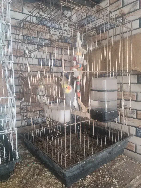 عروس هلندی بالغ|پرنده|گرمسار, |دیوار