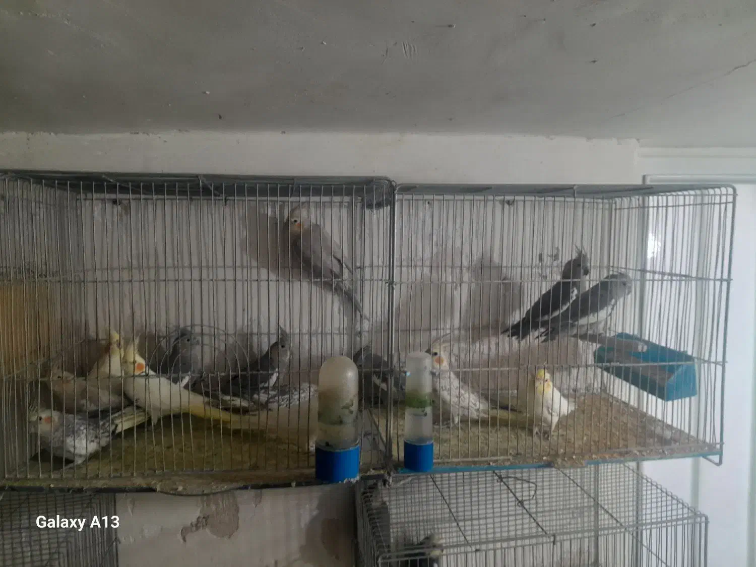 فروش عروس هلندی جفت|پرنده|شاهینشهر, فیض|دیوار