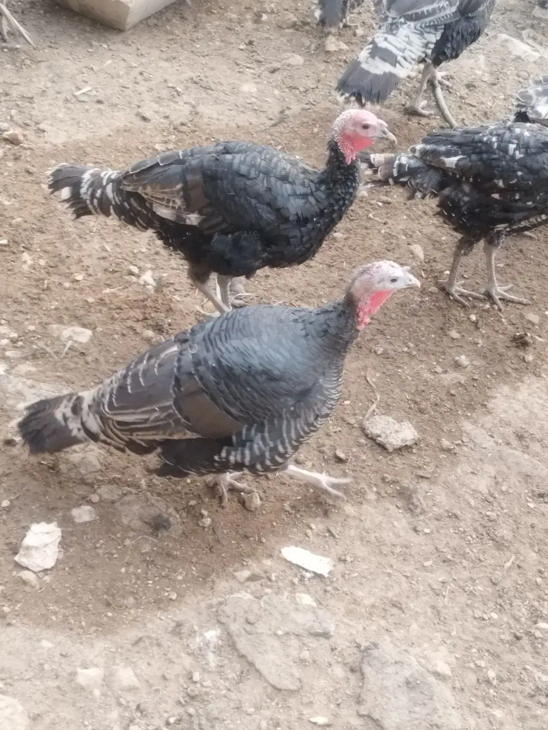 فروش بوقلمون در سایزهای مختلف|حیوانات مزرعه|سپیدان, |دیوار