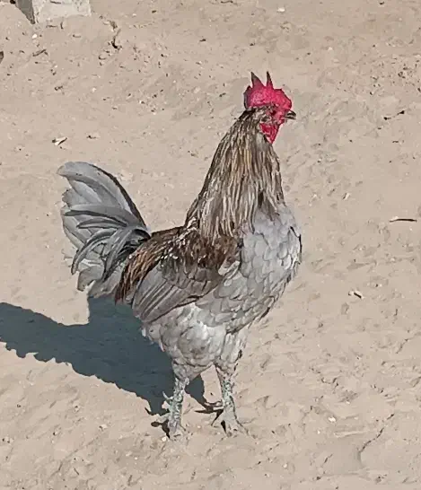 خروس محلی اصیل|حیوانات مزرعه|اهرم, |دیوار