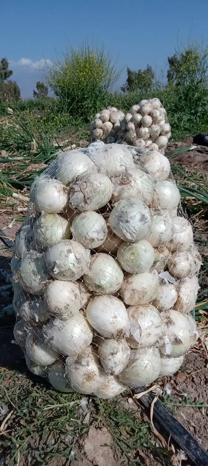 اجاره زمین کشاورزی|خدمات باغبانی و درختکاری|جیرفت, |دیوار