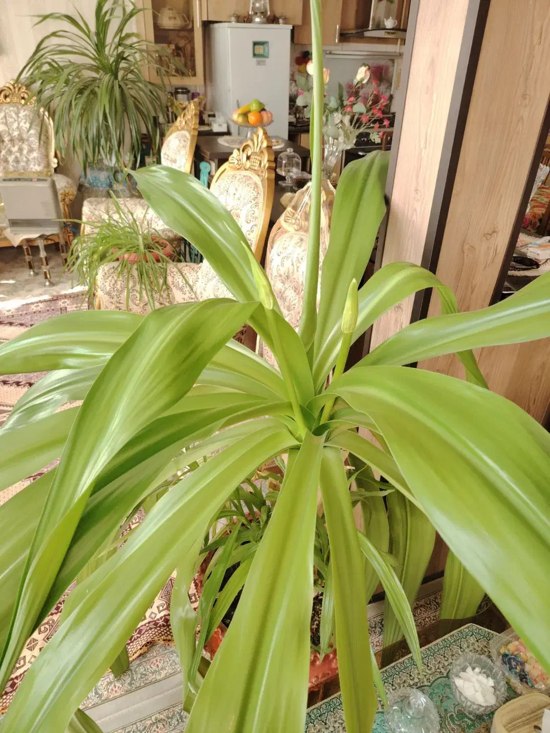 فروش گل سوسن عنکبوتی|گل و گیاه طبیعی|تربتحیدریه, مظفریه|دیوار