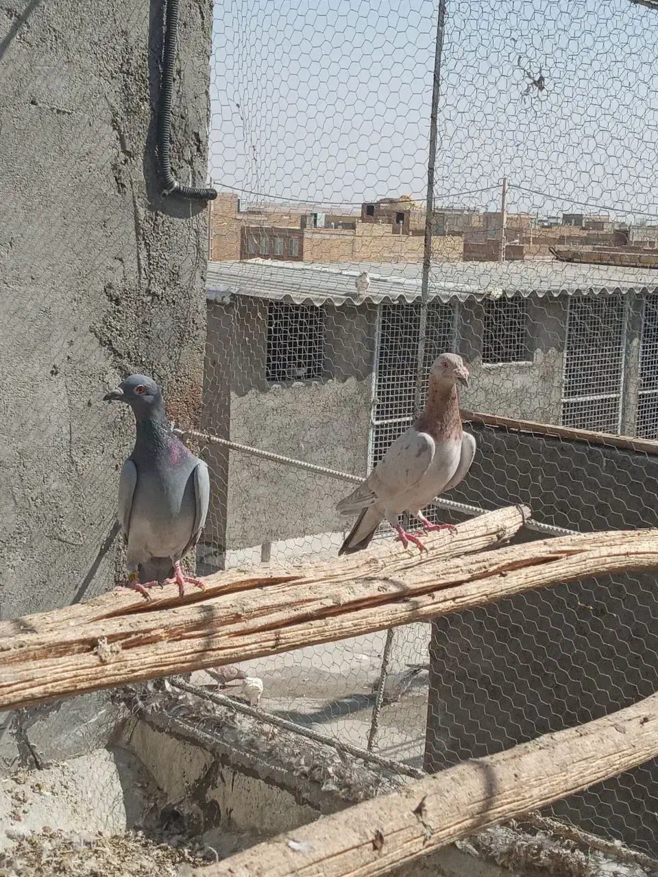 نرماده تیپ پرش|پرنده|یزد, |دیوار