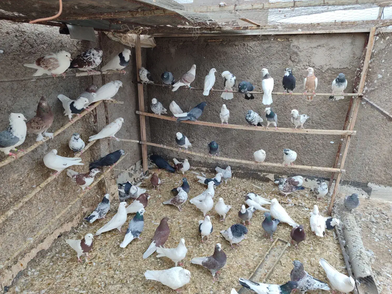 فروش کبوتر پرشی|پرنده|زرندیه, |دیوار