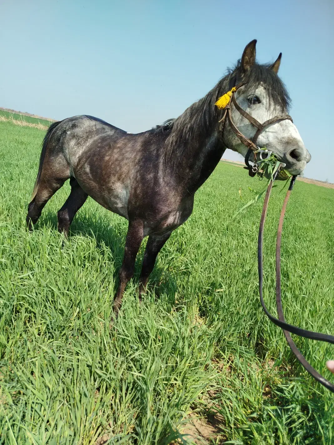 اسب|اسب و تجهیزات اسب‌سواری|پارس‌آباد, |دیوار