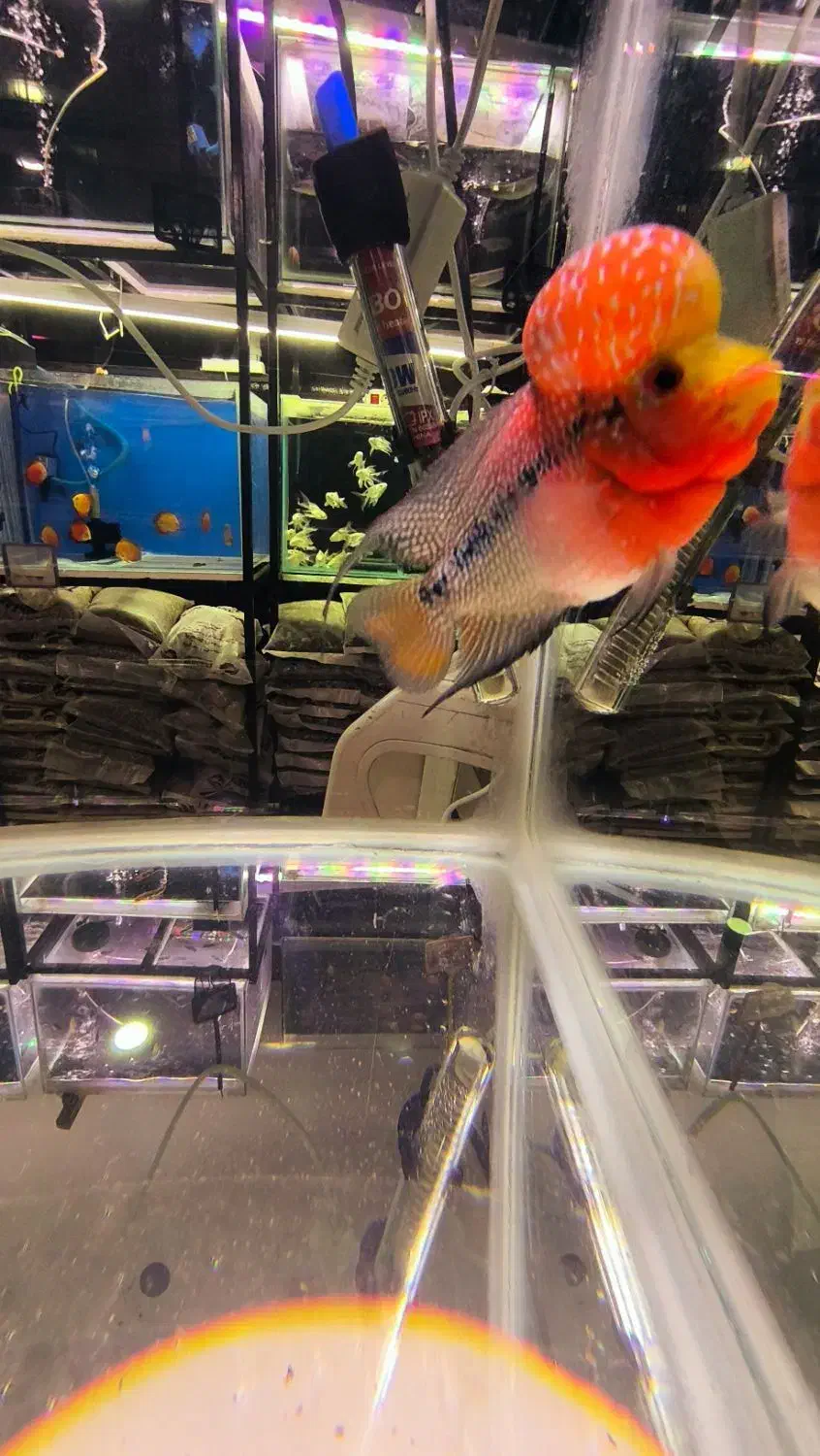 فلاور درجه یک|ماهی|فولادشهر, B4|دیوار