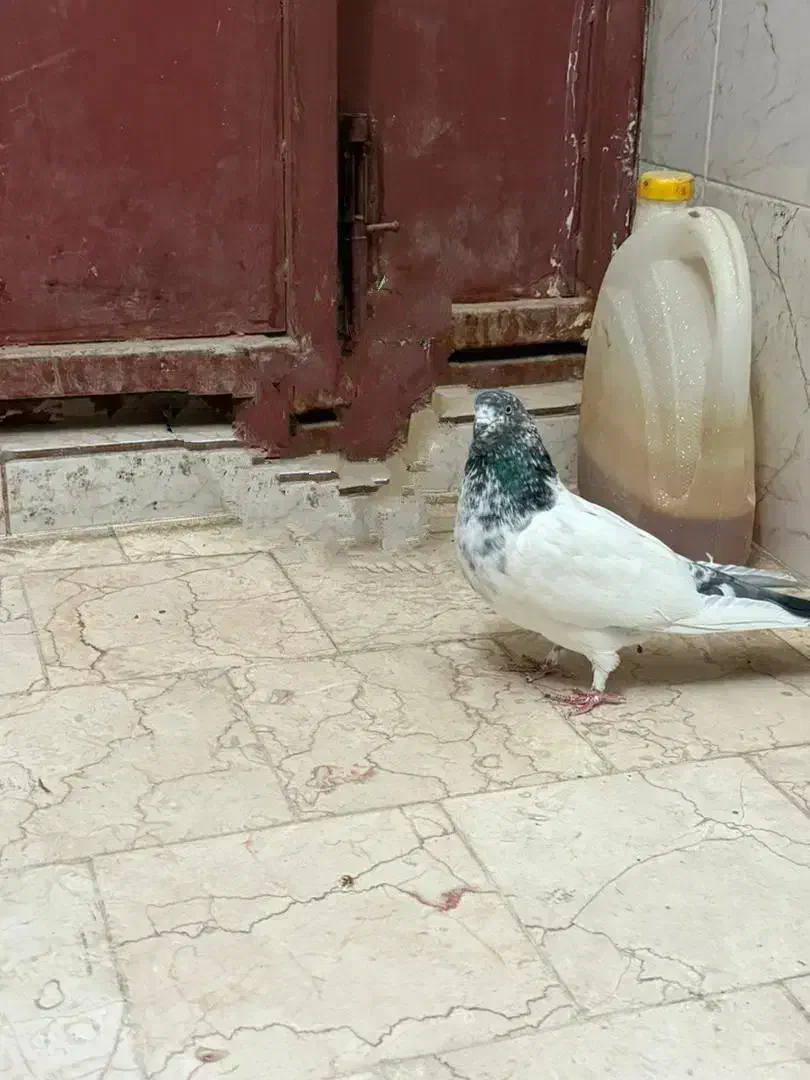 کبوتر پرشی|پرنده|رشت, چله خانه|دیوار