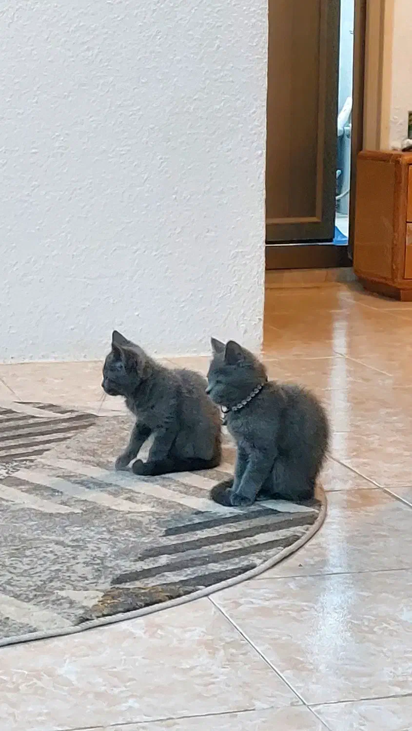 گربه طوسی اصیل|گربه|آمل, |دیوار