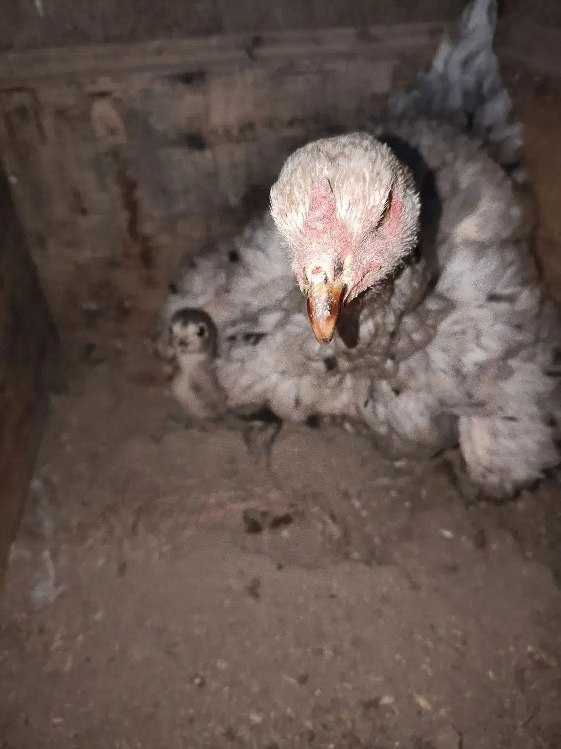 مرغ لاری|حیوانات مزرعه|ری, فیروزآباد|دیوار