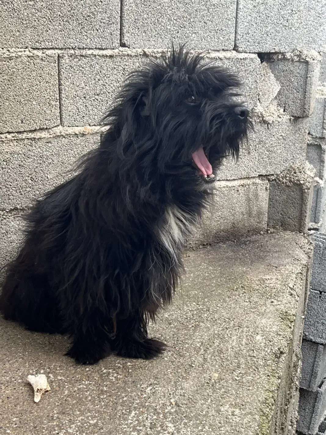 سگ پاکوتاه|سگ|شیرگاه, |دیوار