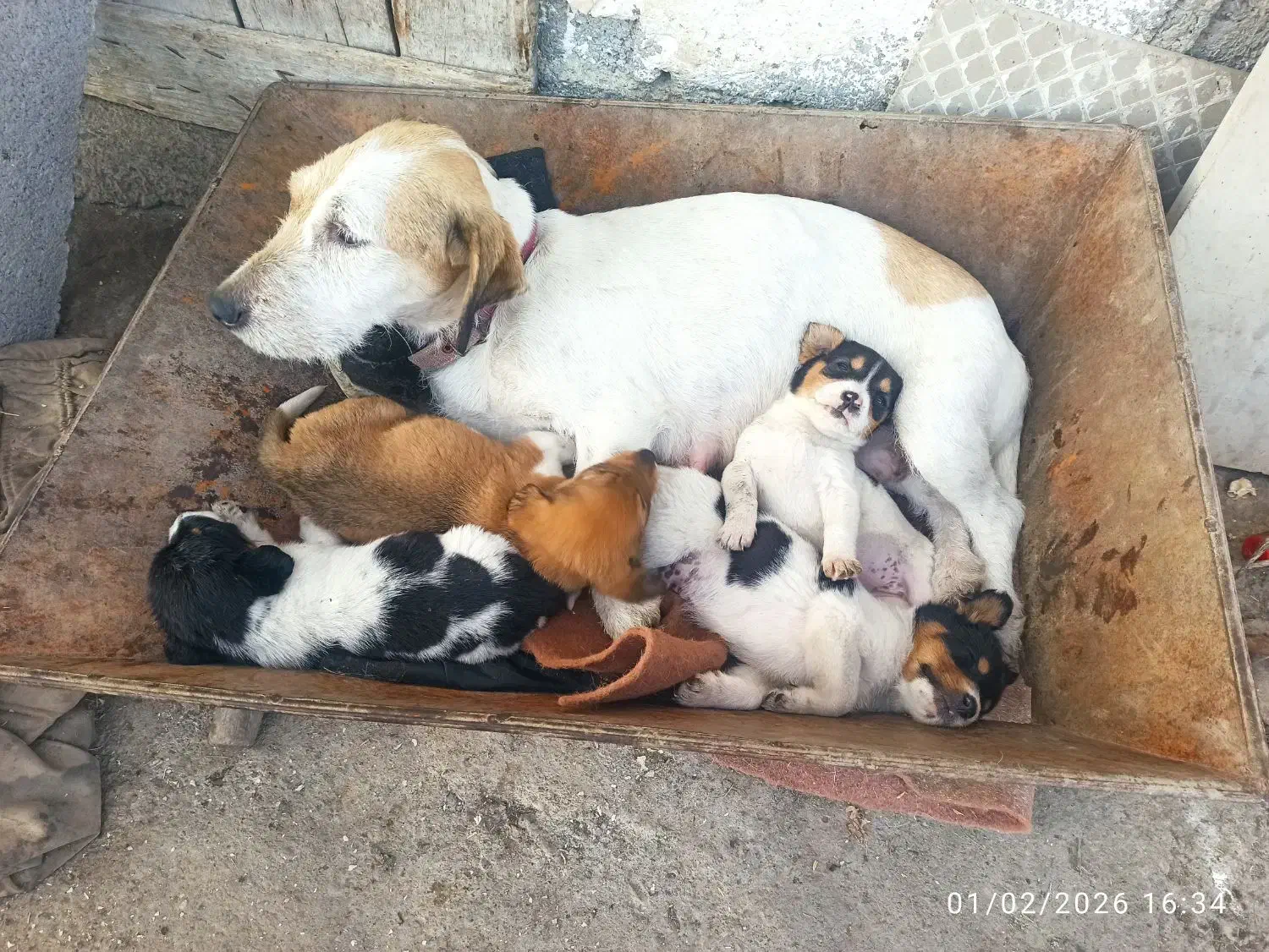 توله سگ پاکوتاه|سگ|شفت, |دیوار