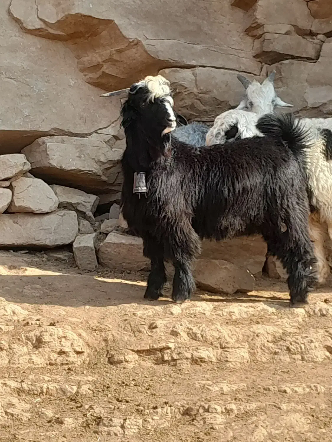 بیگ تخمی|حیوانات مزرعه|مسجد سلیمان, |دیوار