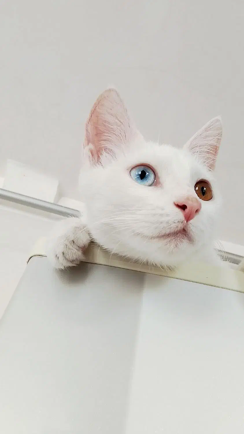 واگذاری گربه سه ماهه|گربه|مریوان, |دیوار