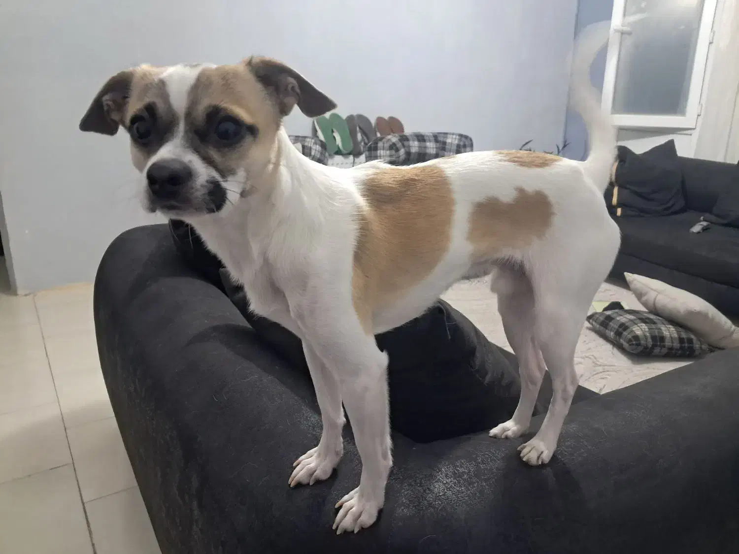 نژاد جک راسل و شیواوا|سگ|پرند, فاز ۶|دیوار