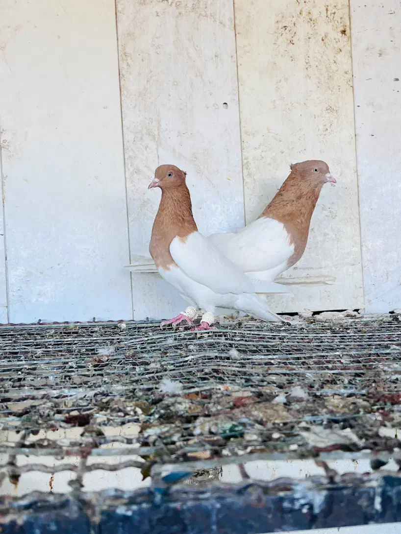 کفتر کله زرد|پرنده|مشهد, هفده شهریور|دیوار