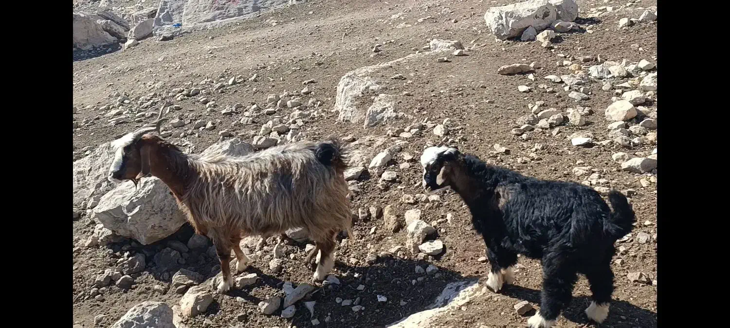 3بزو4بزغاله بزرگ|حیوانات مزرعه|پلدختر, |دیوار