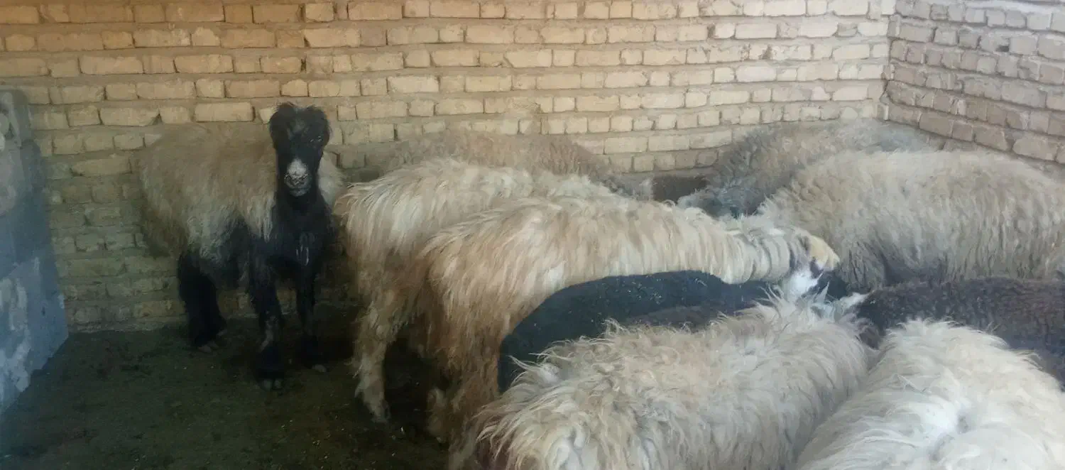 میش|حیوانات مزرعه|طسوج, |دیوار