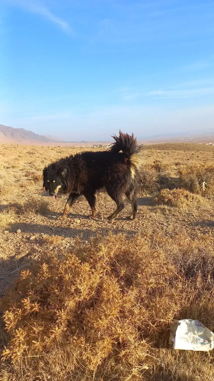 دوتا سگ گله ای|سگ|چادگان, |دیوار