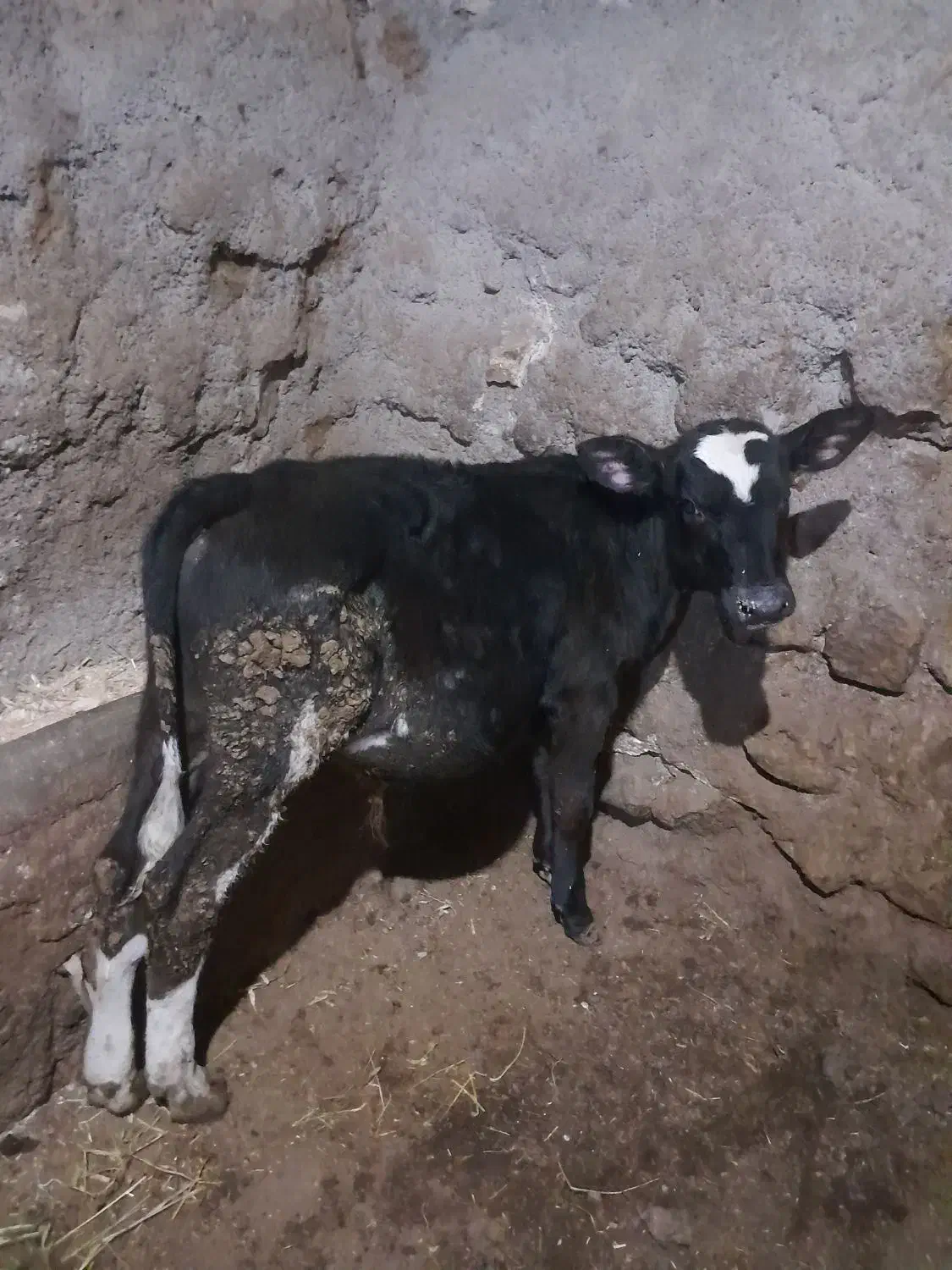 گوساله نر|حیوانات مزرعه|مهربان, |دیوار