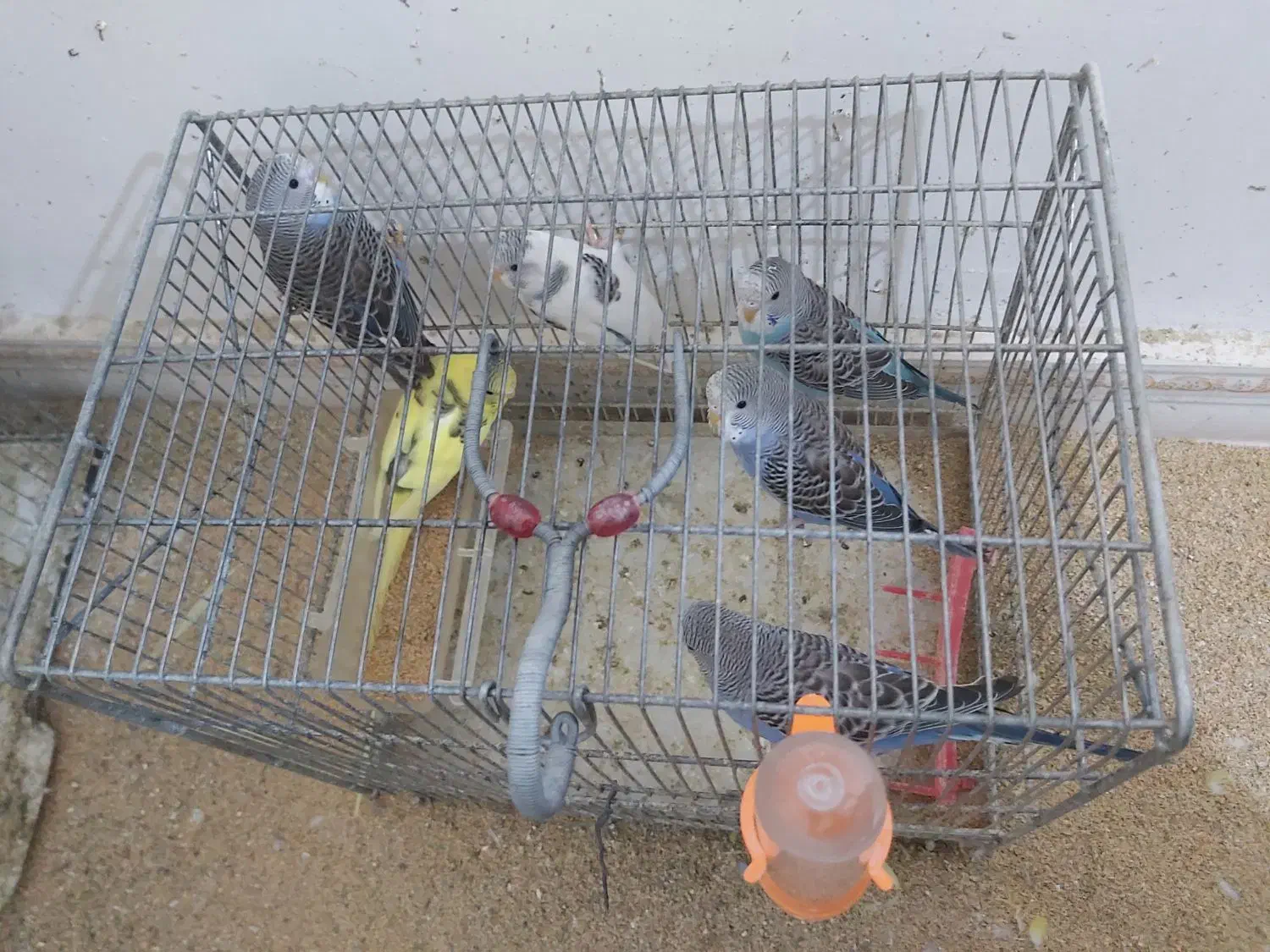 ۱۷تا مرغ عشق|پرنده|کرمانشاه, |دیوار