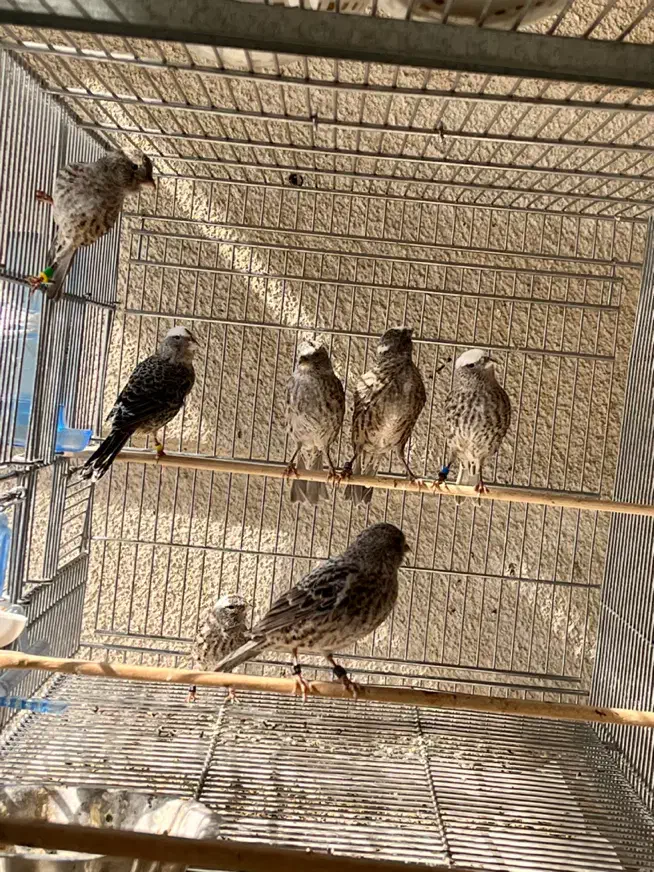 قناری لیزارد نقره ای فقط ماده دارم نر ندارم|پرنده|تهران, توحید|دیوار