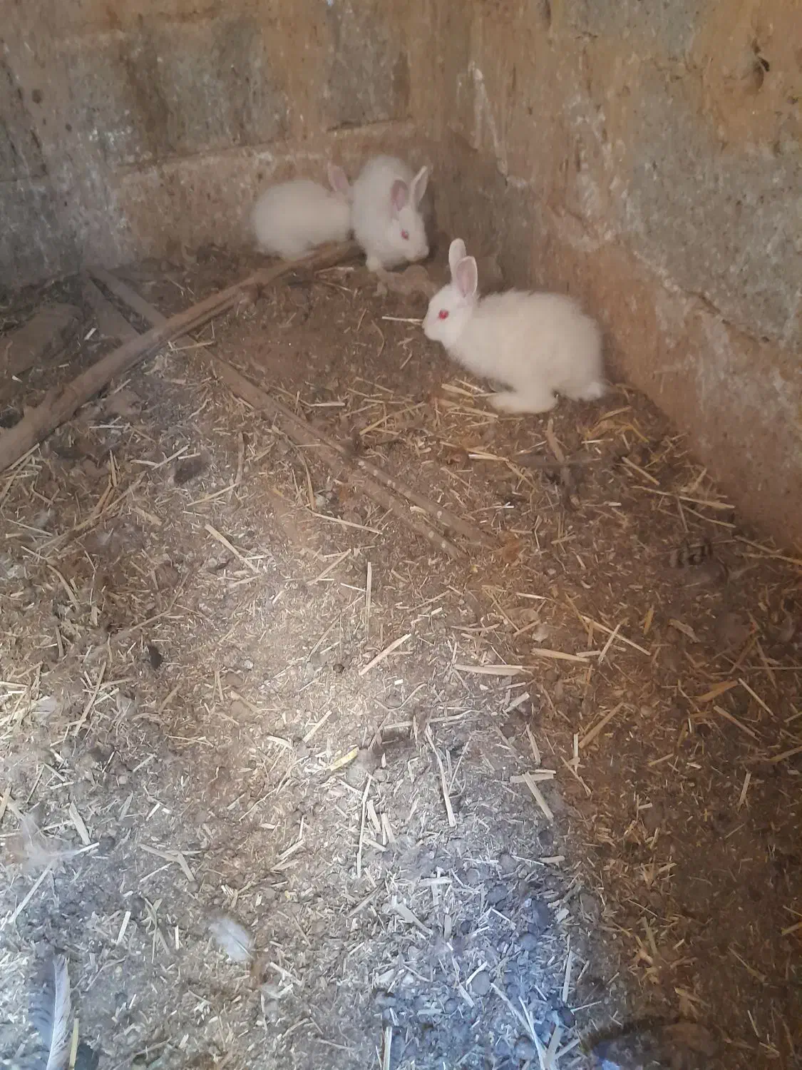 بچه خرگوش|موش و خرگوش|نجفآباد, قلعه سفید|دیوار