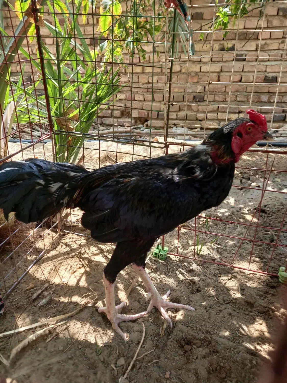 گمشده|حیوانات|ایرانشهر, |دیوار