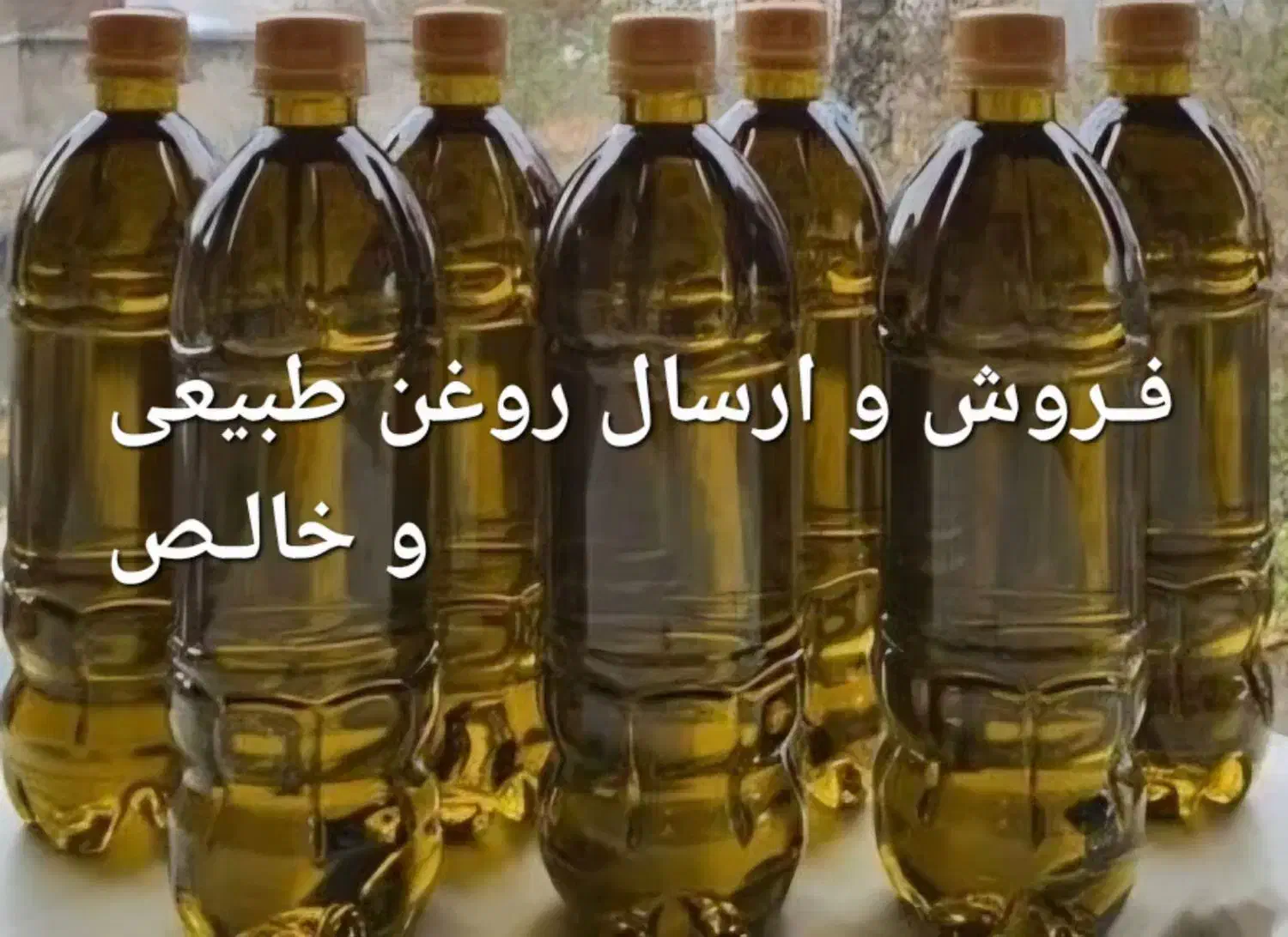 روغن زیتون اصل طارم|خوردنی و آشامیدنی|طارم, |دیوار