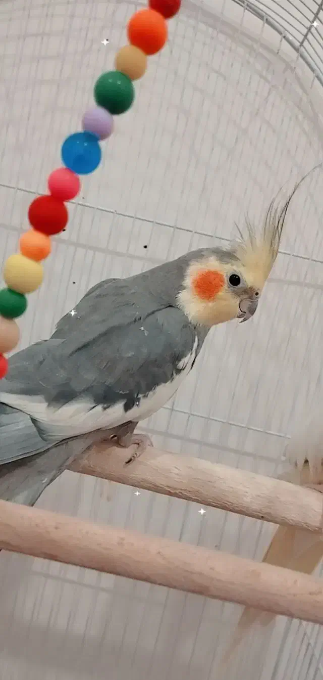 سه عدد عروس هلندی بالغ|پرنده|اهواز, پردیس|دیوار