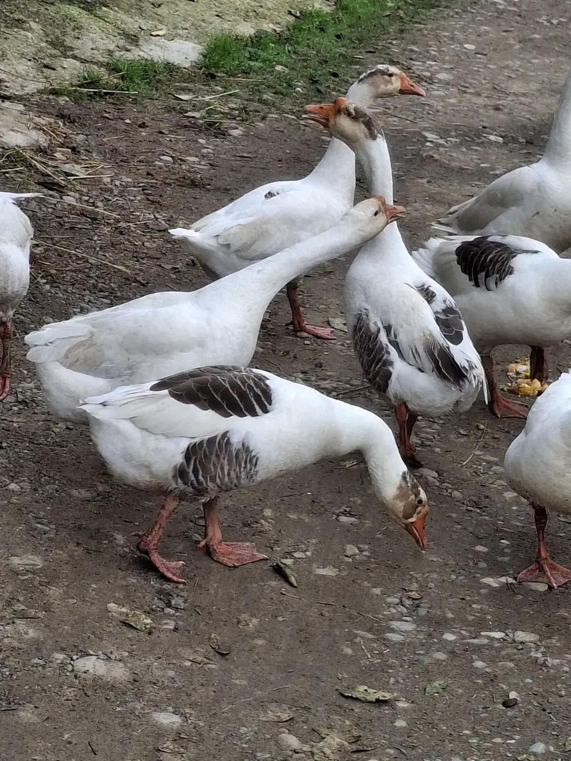 فروش قوغاز اوکراینی|حیوانات مزرعه|رشت, سلیمانداراب|دیوار