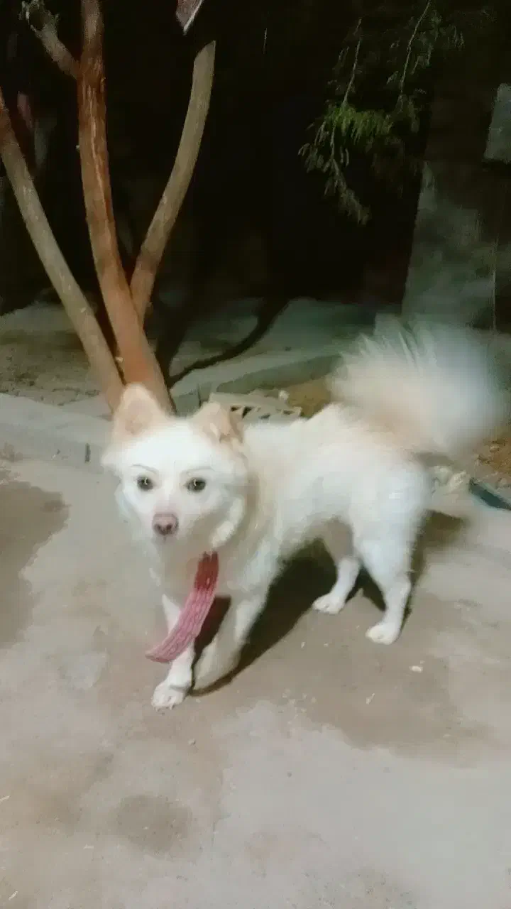 سگ پامر روباهی|سگ|جیرفت, |دیوار