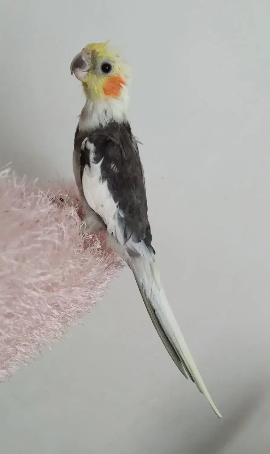 عروس هلندی نر|پرنده|شیروان (خراسان), |دیوار