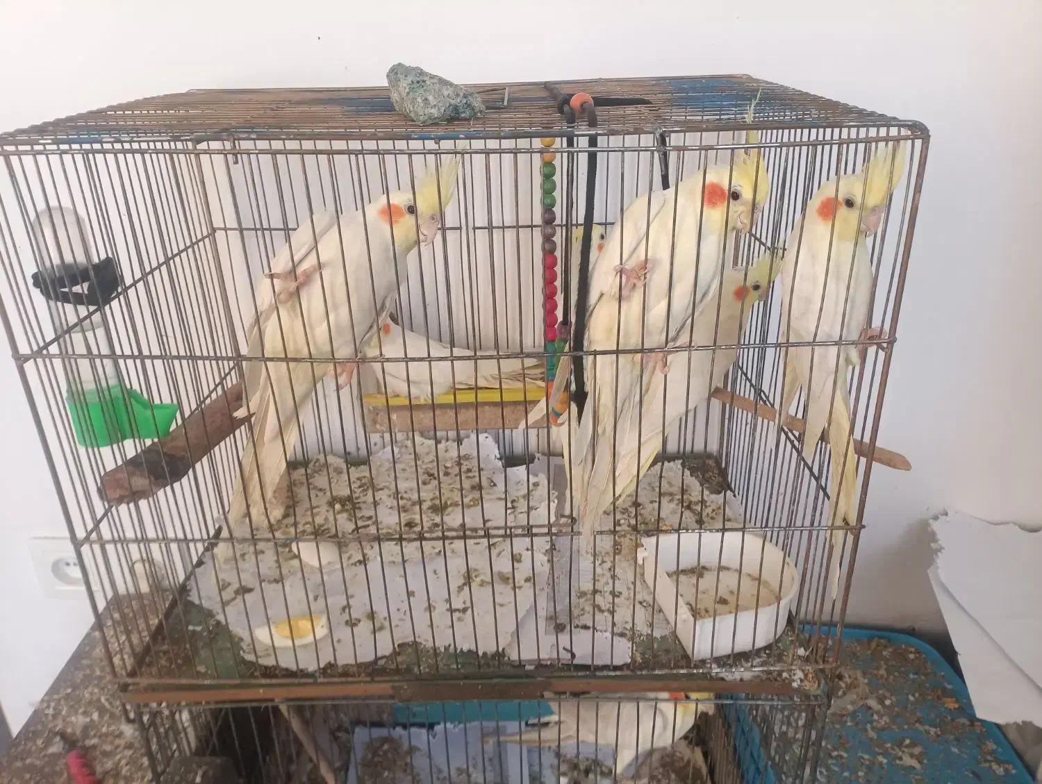 عروس هلندی|پرنده|تهران, منیریه|دیوار