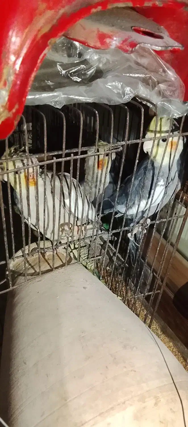 فروش عروس هلندی و مرغ عشق|پرنده|سرخنکلاته, |دیوار