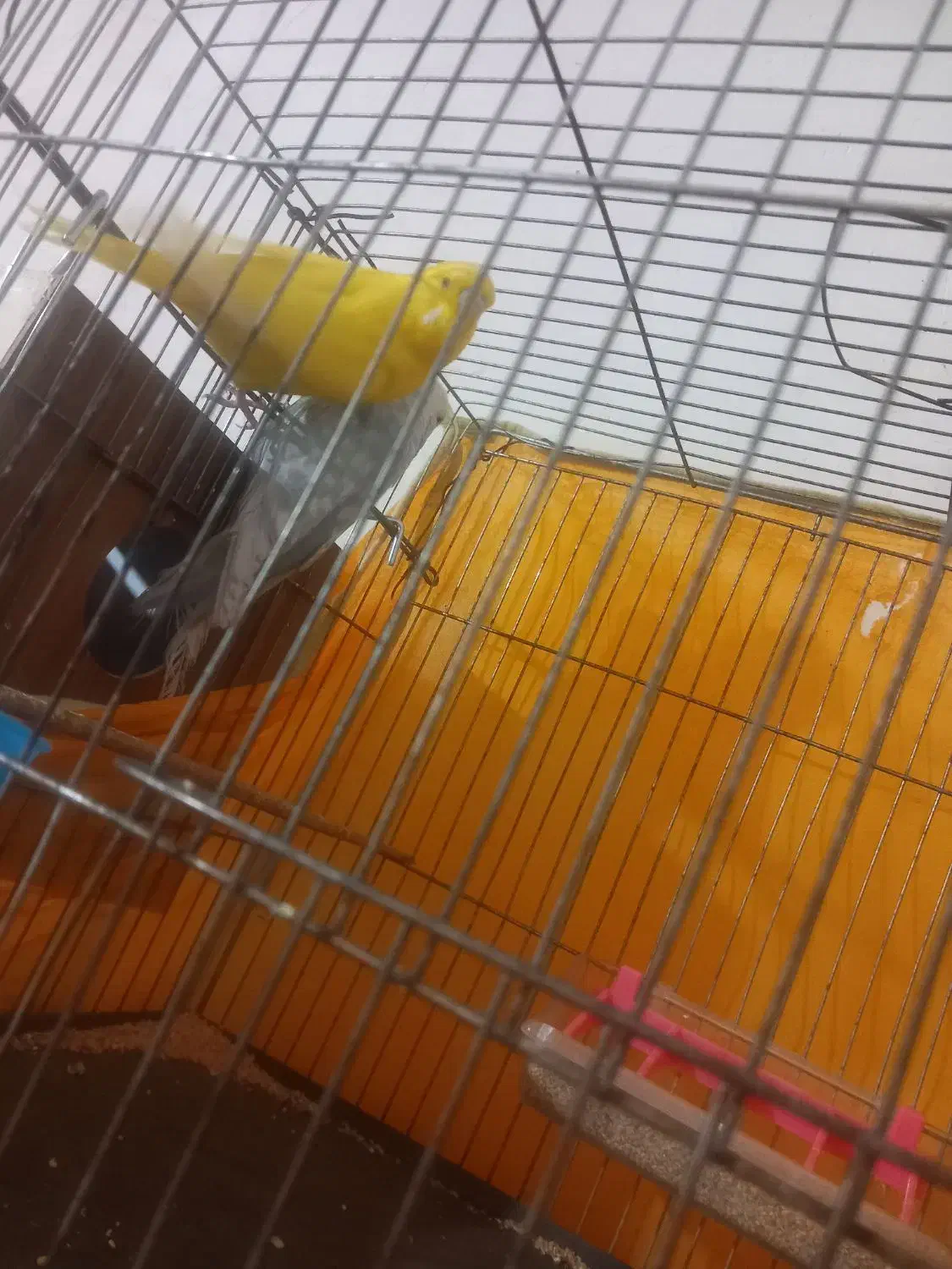 مرغ عشق انگلیسی|پرنده|تفت, |دیوار