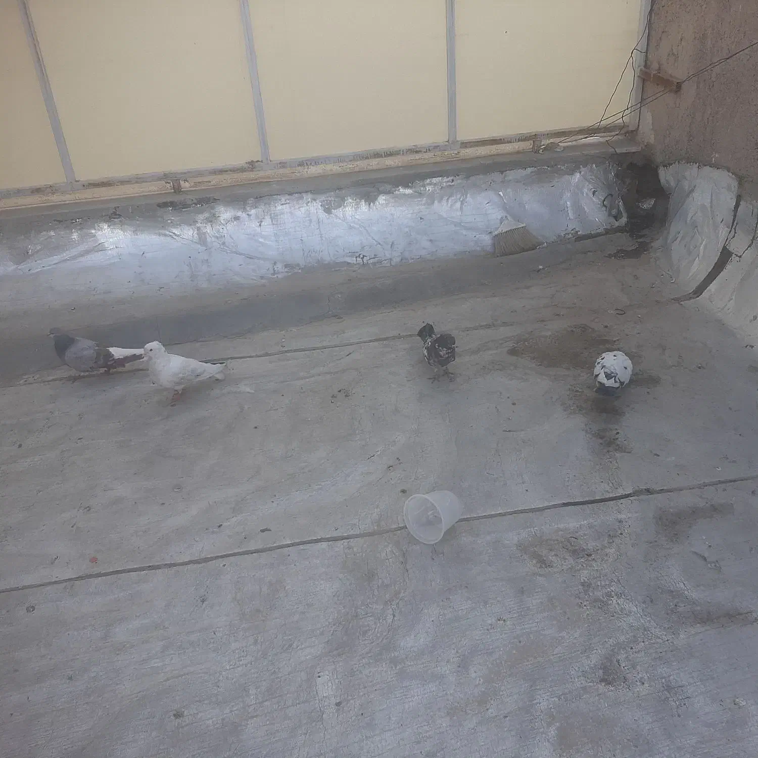 کفتر|پرنده|قم, باغ شریفی|دیوار