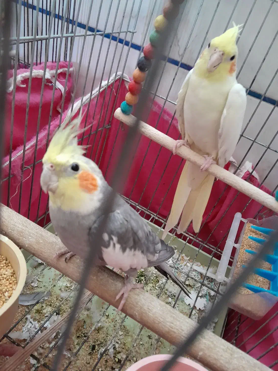 عروس هلندی نروماده|پرنده|اصفهان, مارچین|دیوار