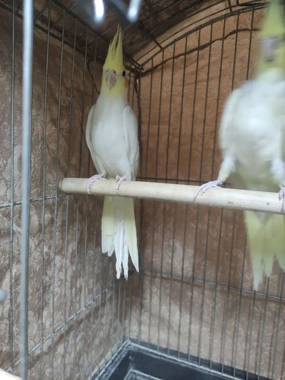 عروس هلندی لوتینو|پرنده|ری, فیروزآبادی|دیوار