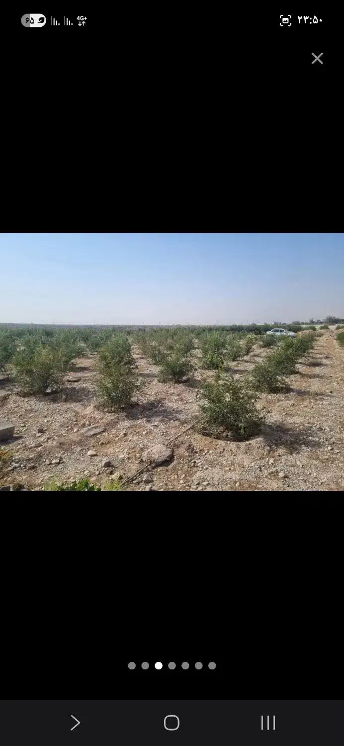 ۴۰۰ متر باغچه با ۱۵۰ عدد درخت انار|فروش زمین و ملک کلنگی|شریفآباد, |دیوار