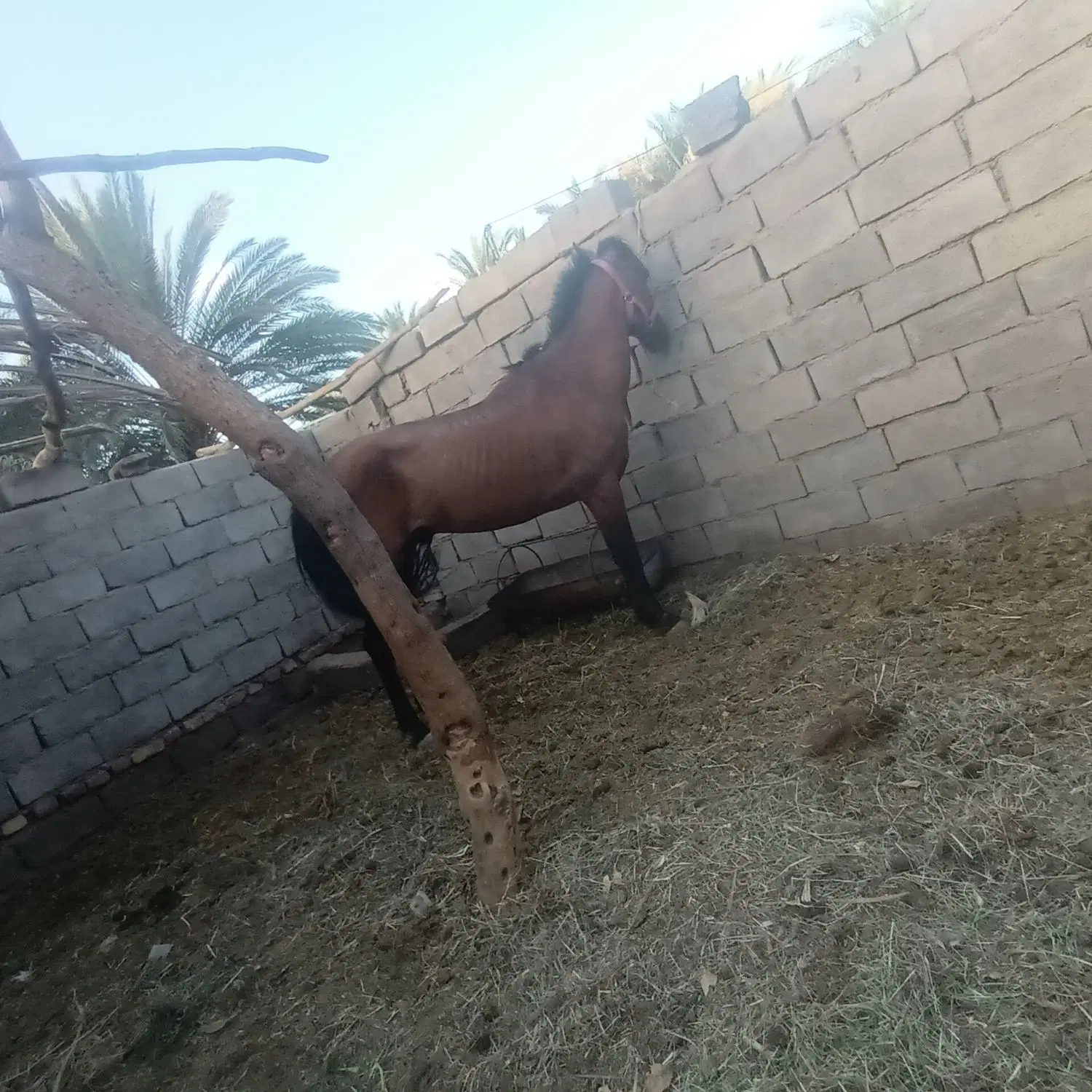 اسب|اسب و تجهیزات اسب‌سواری|فهرج, |دیوار