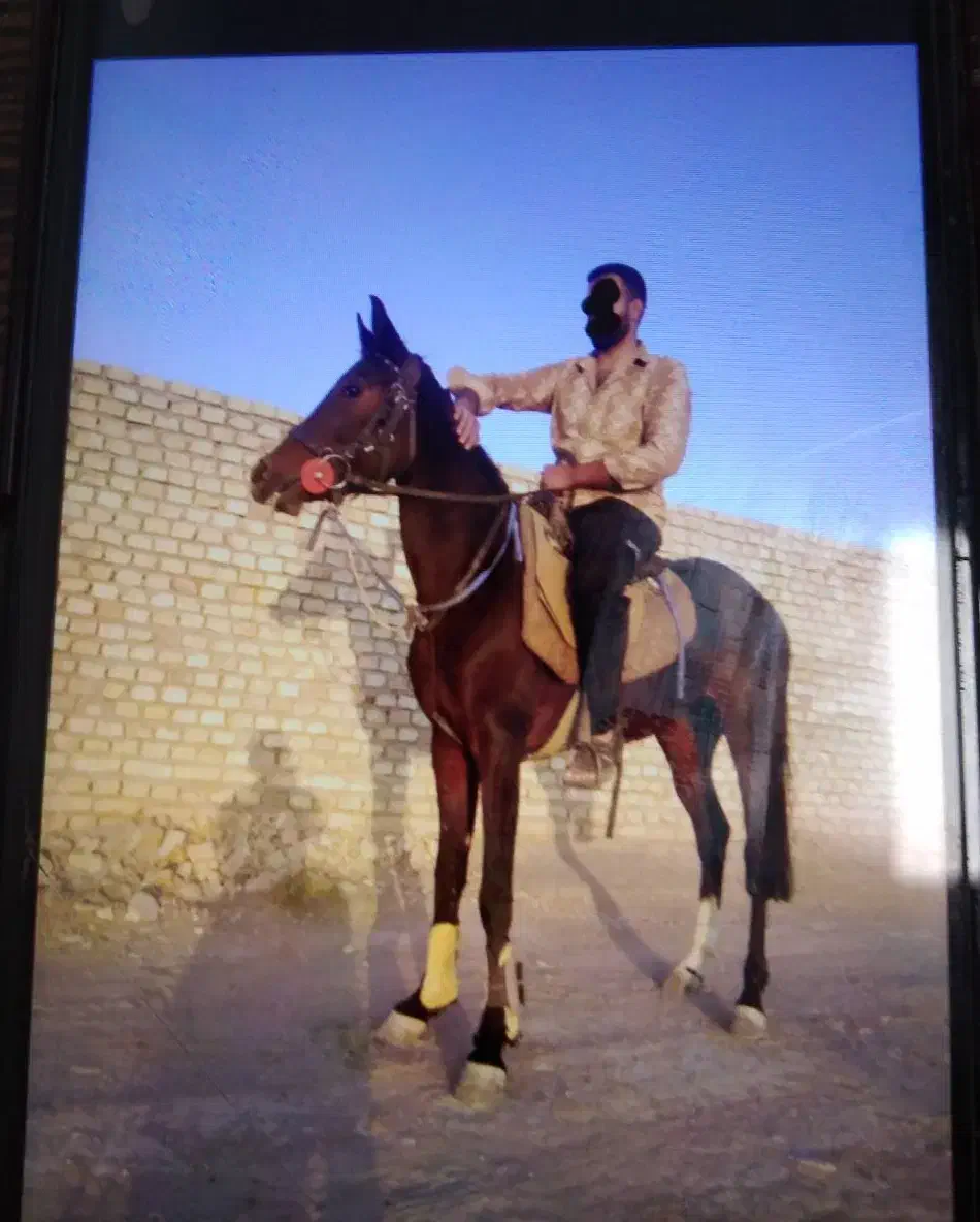 مادیان عرب کورسی|اسب و تجهیزات اسب‌سواری|بندرعباس, |دیوار