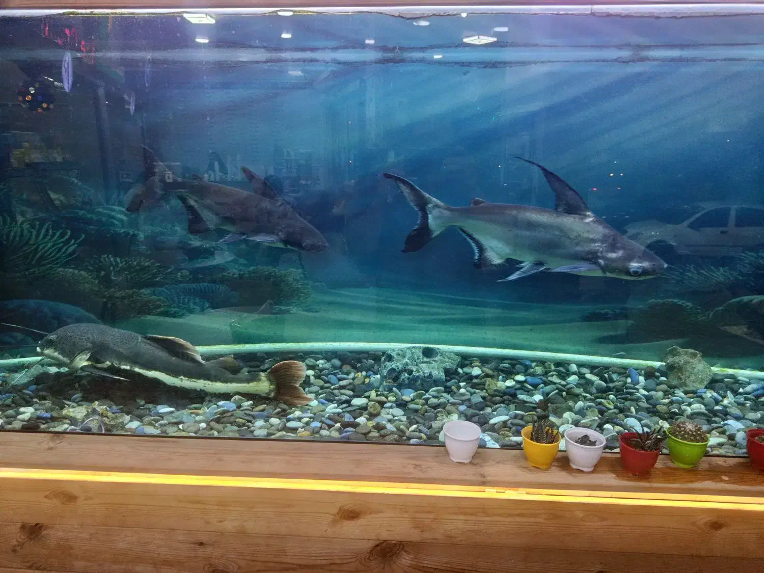 پنکوسی شکاری ورتیل|ماهی|رباطکریم, رباطکریم|دیوار