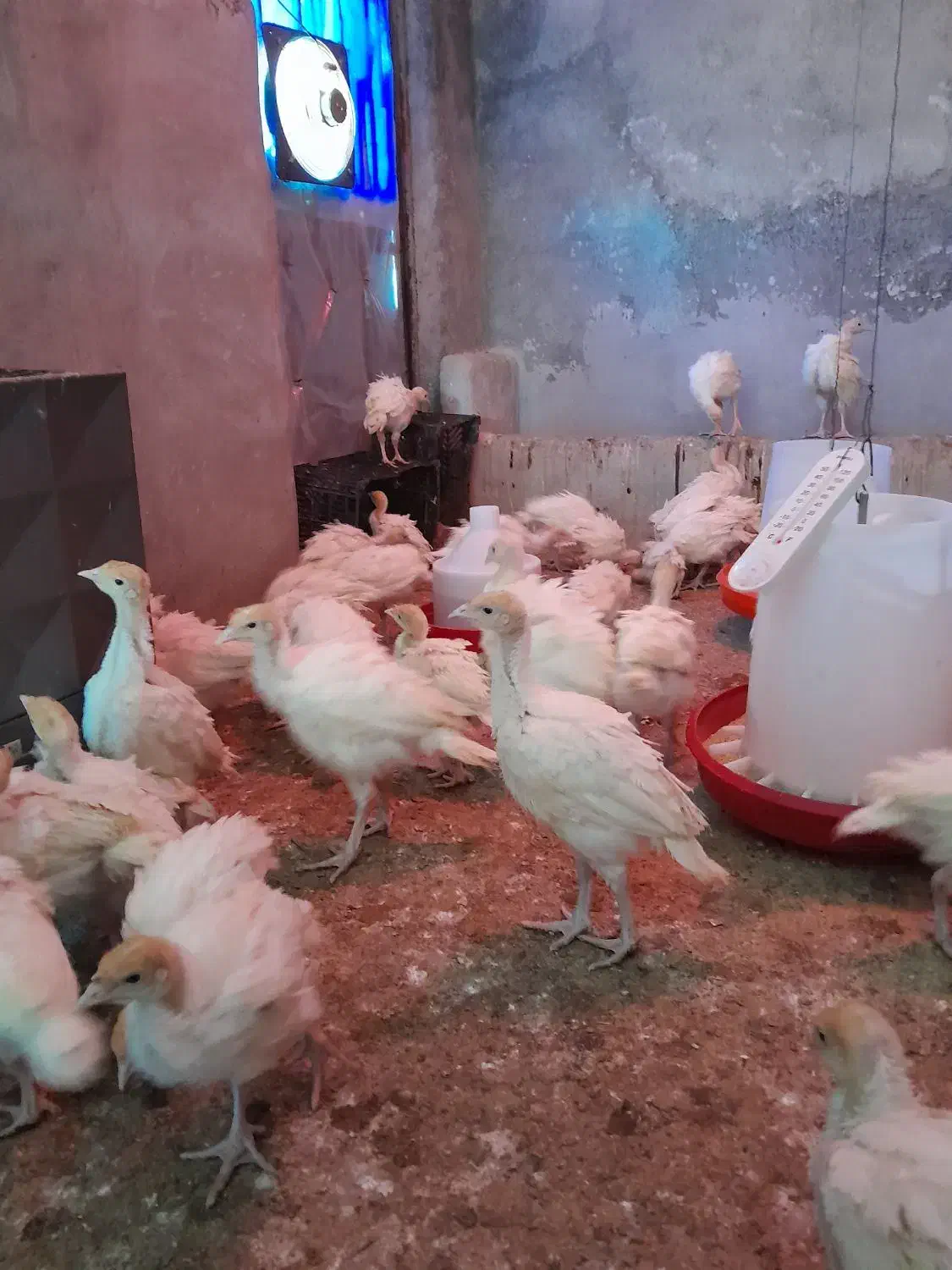 بوقلمون بیوتی ۶|حیوانات مزرعه|قم, قم نو|دیوار