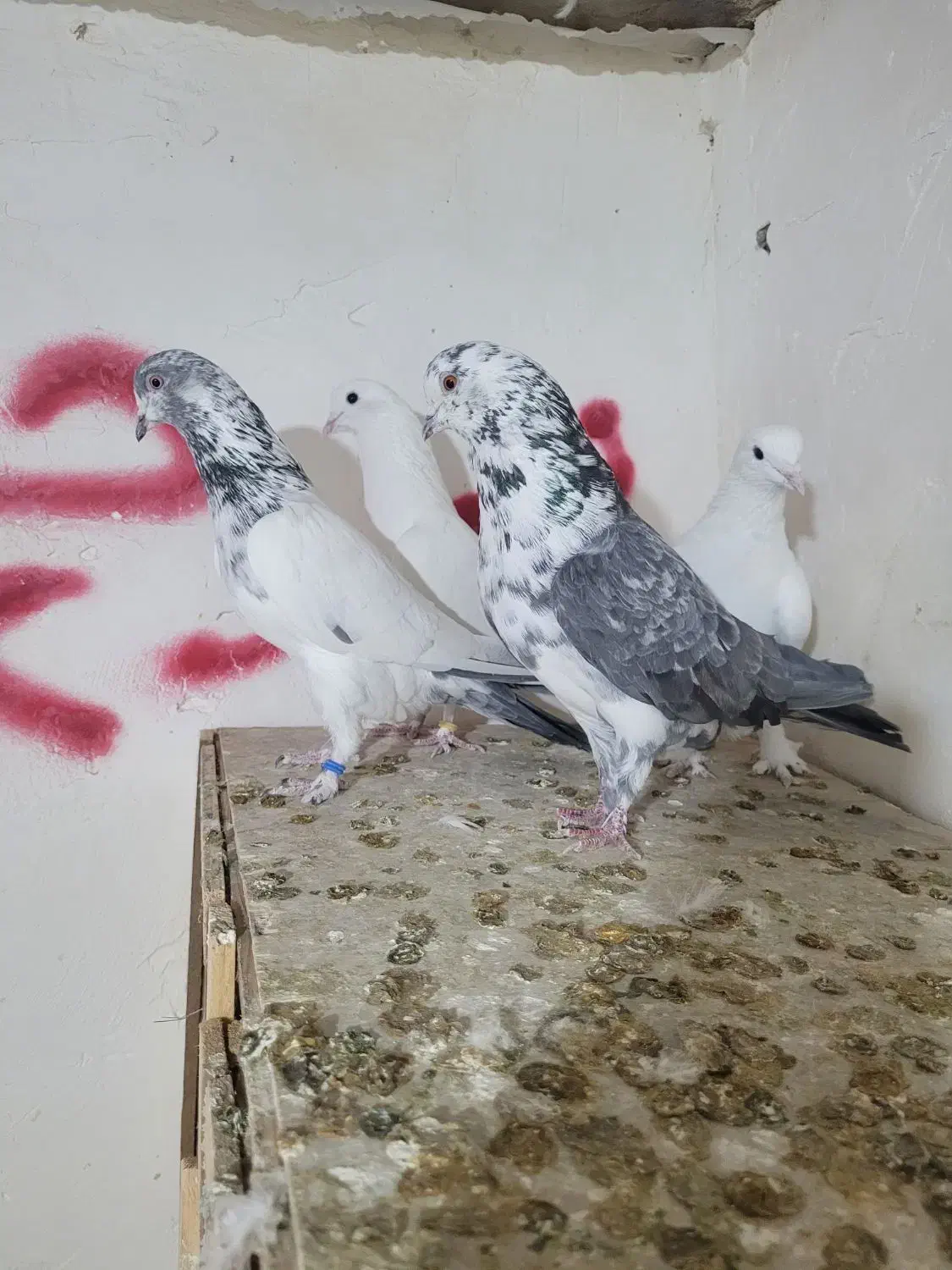 کبوتر پرشی|پرنده|پاکدشت, پاکدشت (مامازند)|دیوار