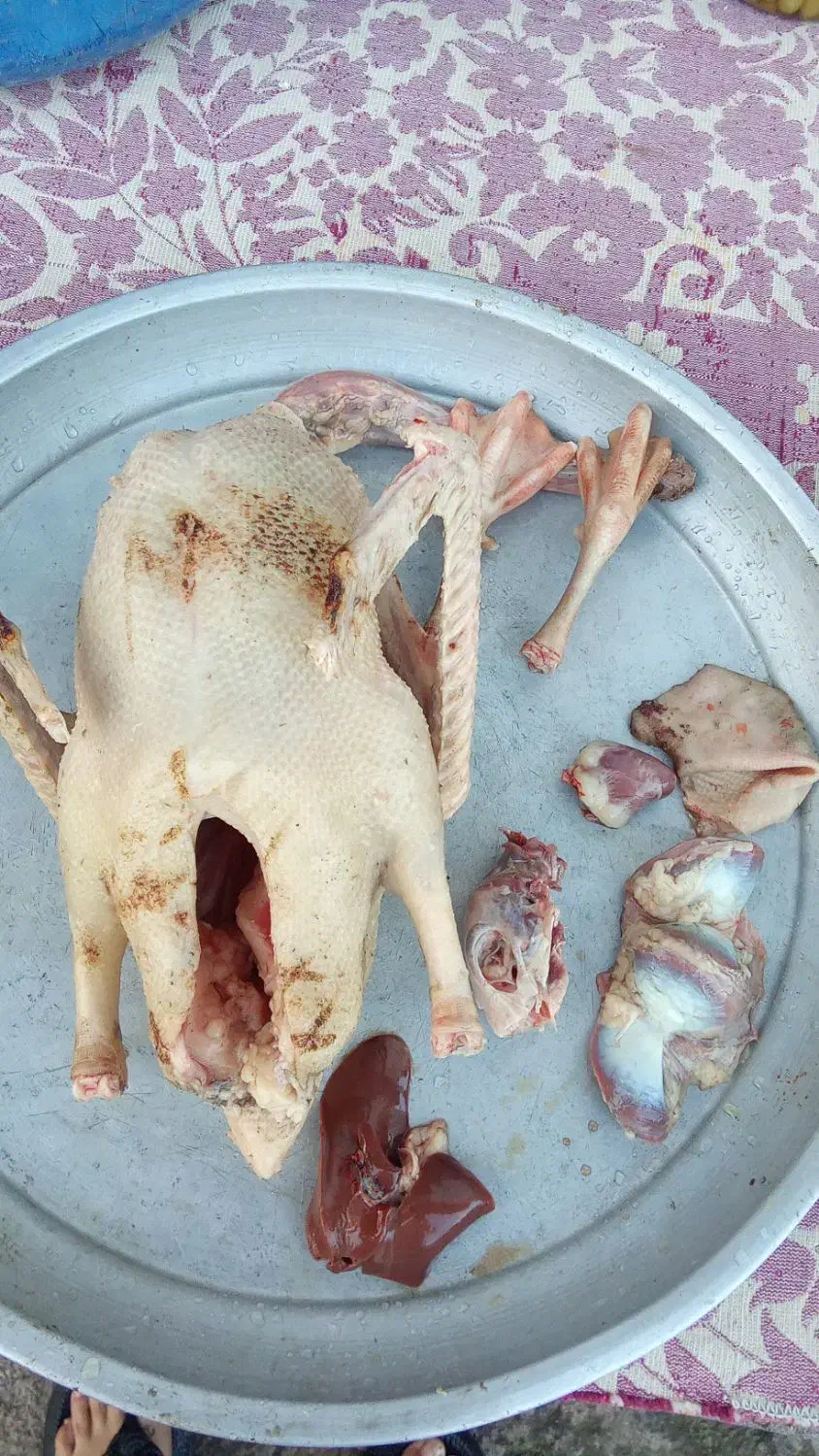 اردک و غاز محلی مرغ و خروس کبابی|حیوانات مزرعه|رشت, پل تالشان|دیوار